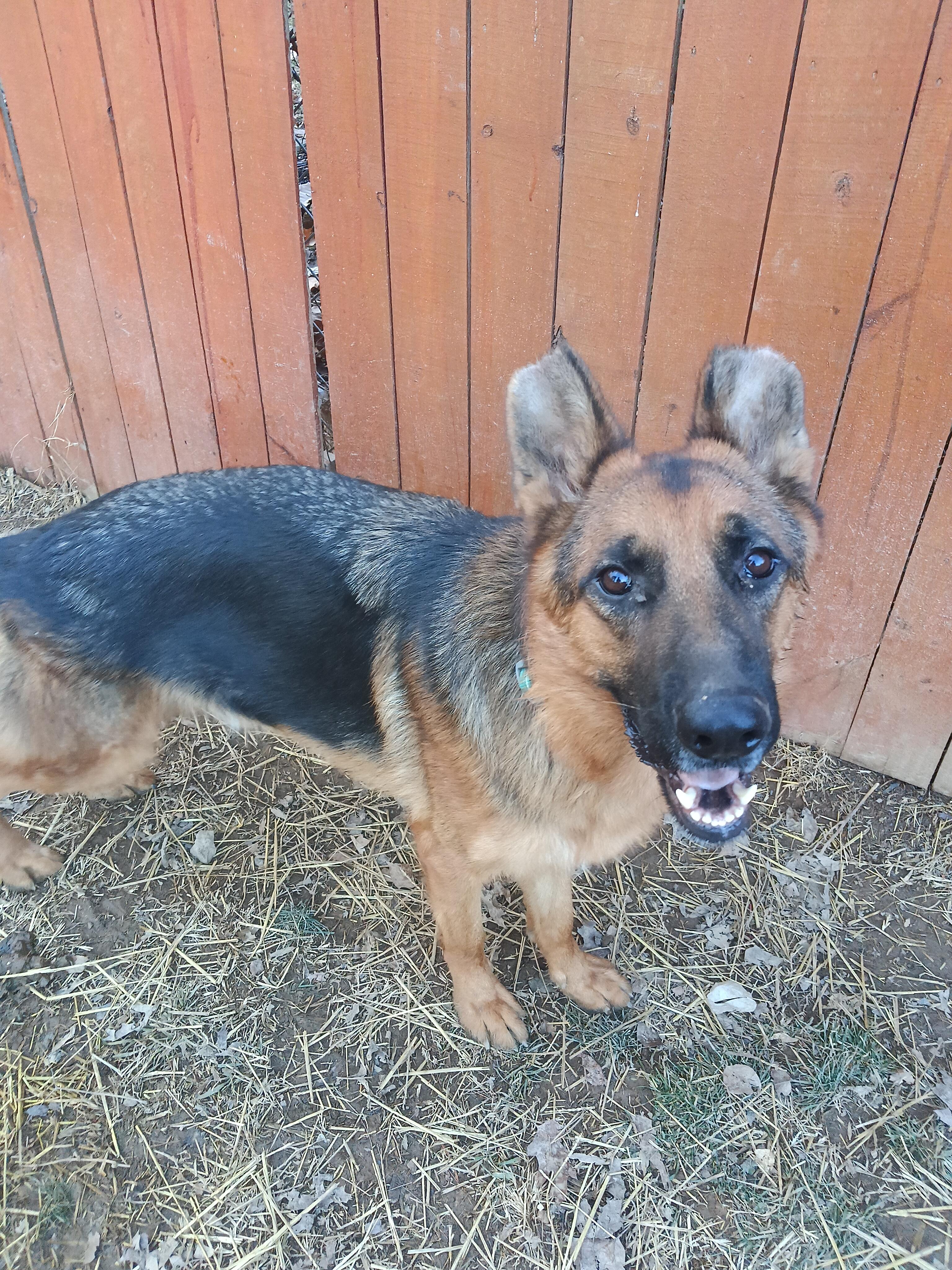 ZEUS, ADOPTABLE, Adult Male German Shepherd Dog.