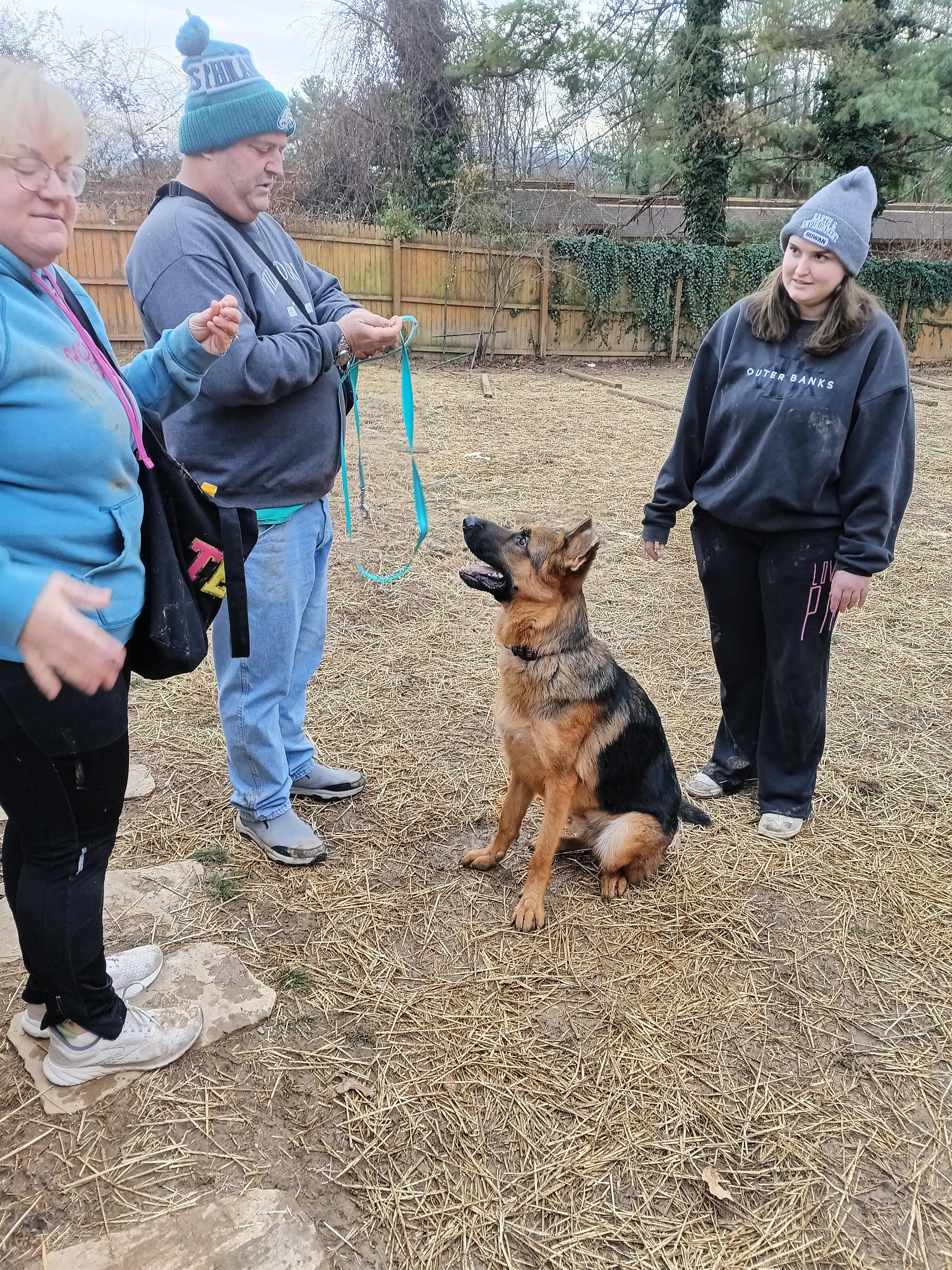Enlarge ZEUS, a ADOPTABLE German Shepherd Dog in Wilmington, DE image 3/5