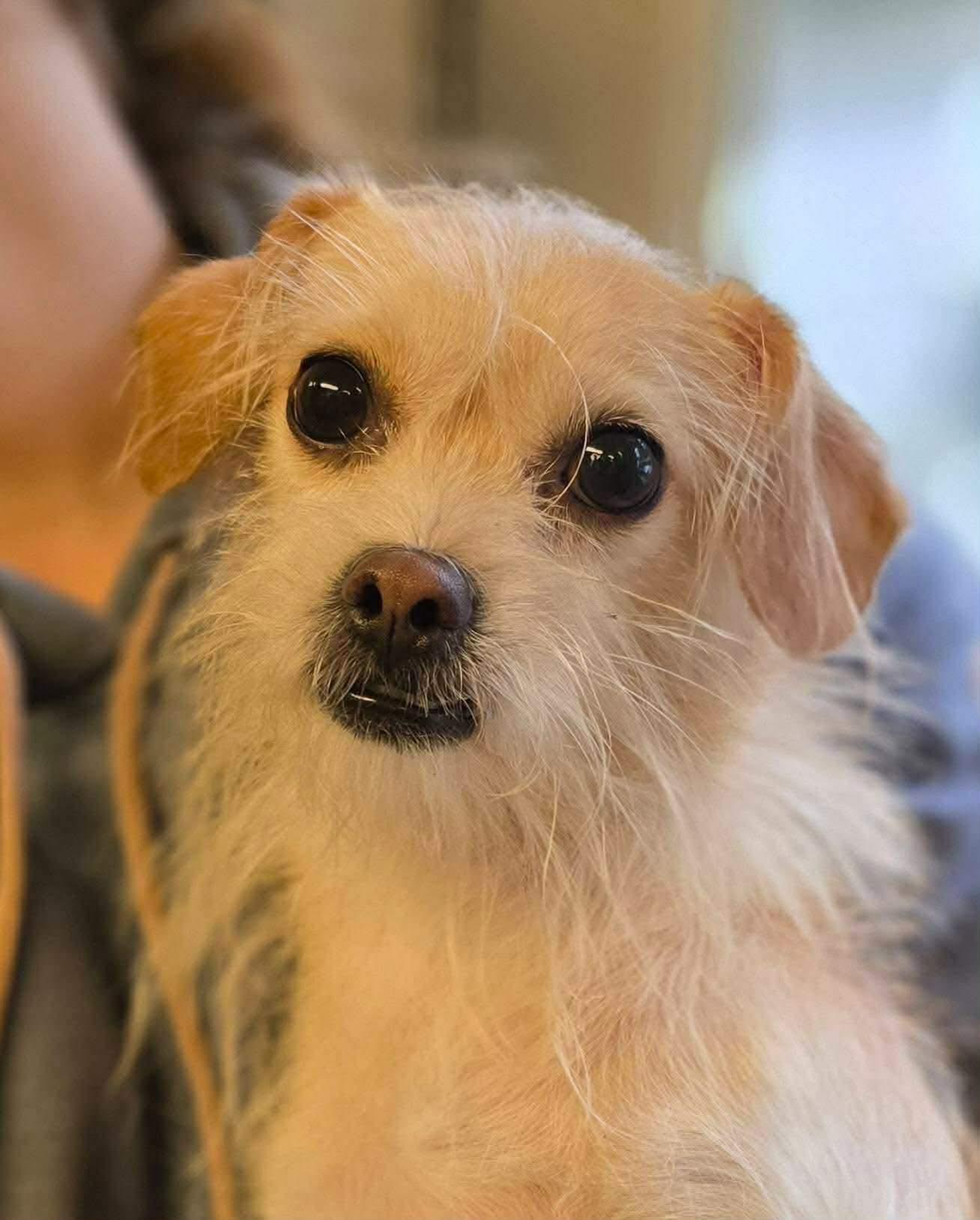 Enlarge Xushi, a ADOPTABLE mixed breed in Seattle, WA image 1/4