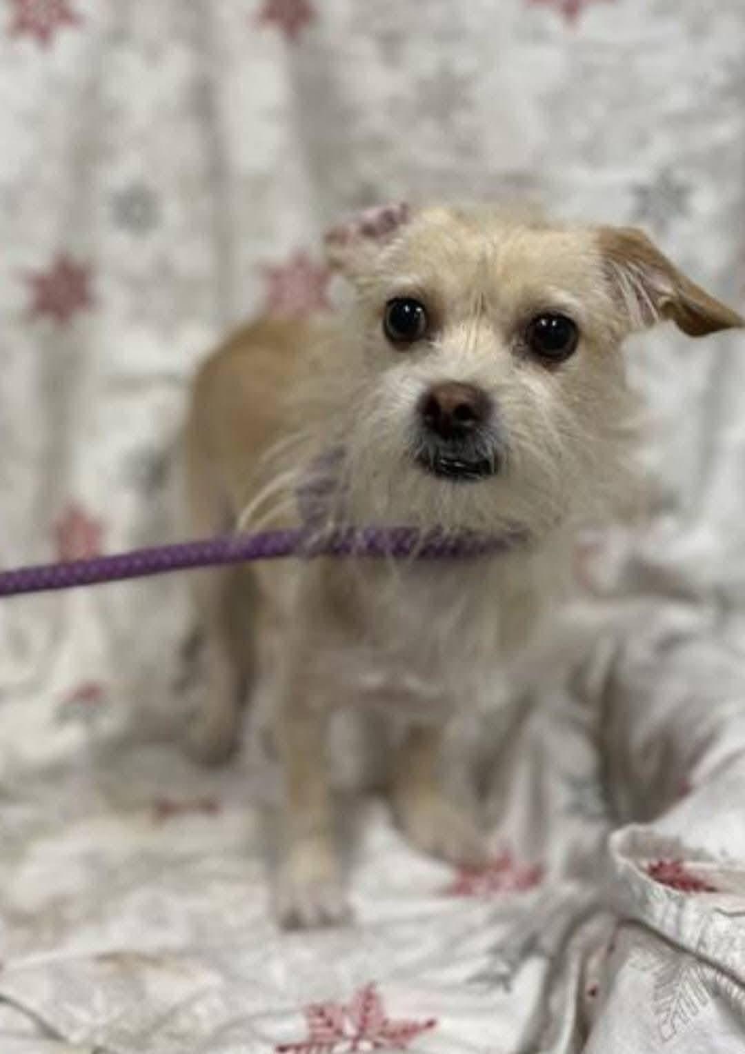 Enlarge Xushi, a ADOPTABLE mixed breed in Seattle, WA image 2/4