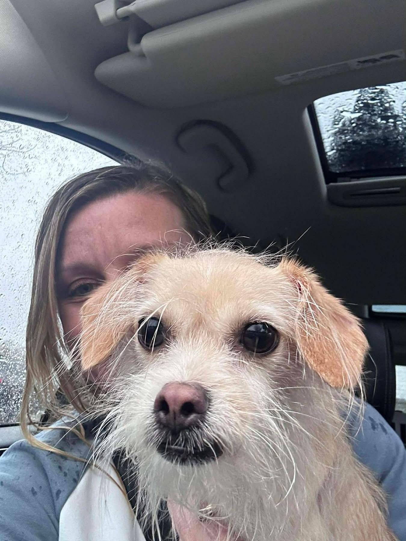 Enlarge Xushi, a ADOPTABLE mixed breed in Seattle, WA image 3/4