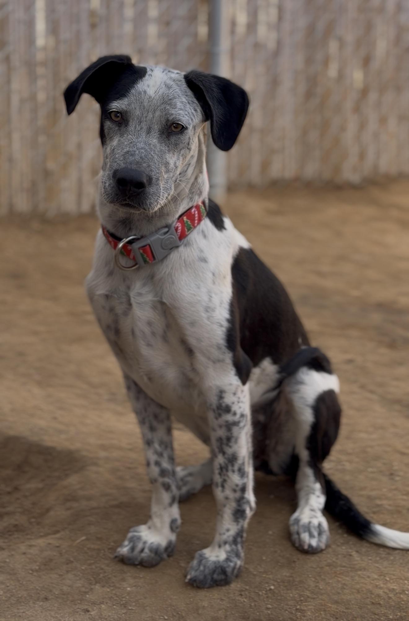 Lace, Adopted, Young Female Australian Cattle Dog / Blue Heeler.