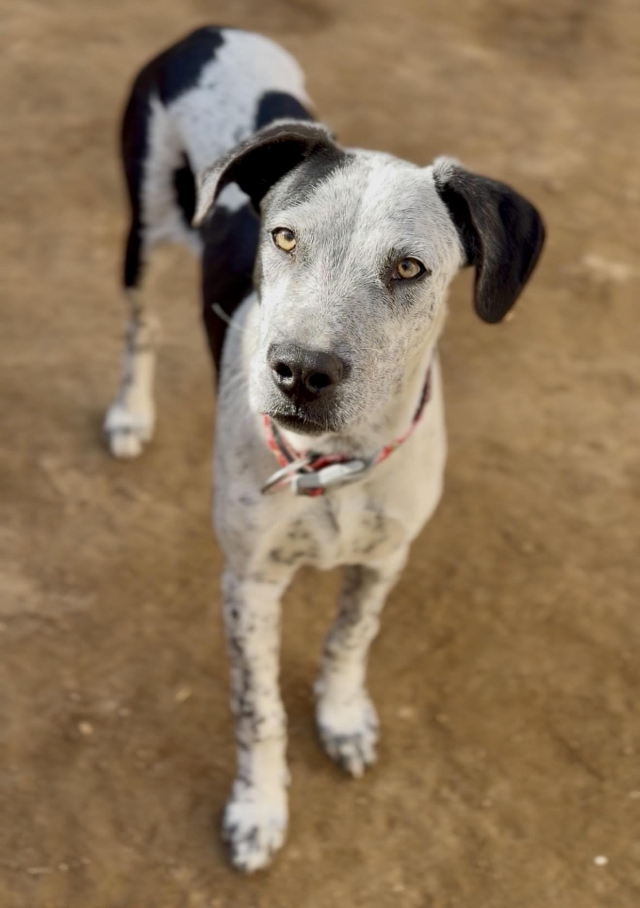 Lace, a Adopted mixed breed in Palm desert, CA image 2/4