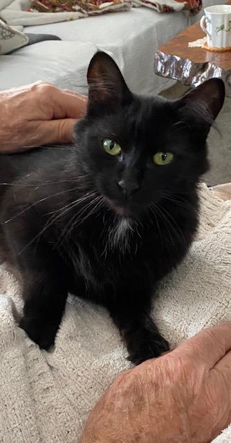 EBONY, an adoptable Domestic Medium Hair in Campbell River, BC, V9W 5A7 | Photo Image 3