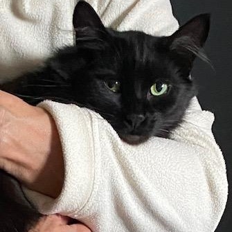 EBONY, an adoptable Domestic Medium Hair in Campbell River, BC, V9W 5A7 | Photo Image 6