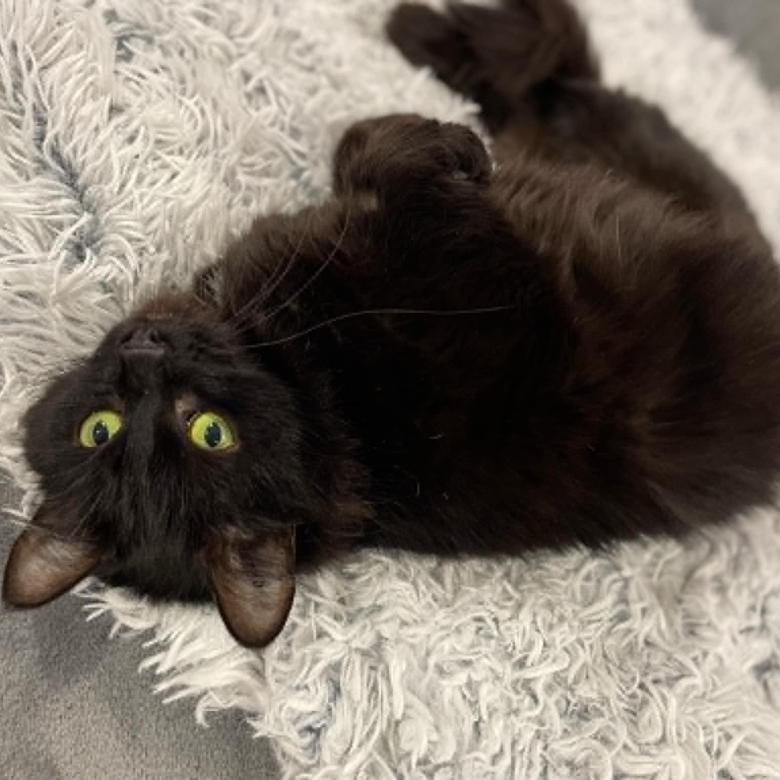 EBONY, an adoptable Domestic Medium Hair in Campbell River, BC, V9W 5A7 | Photo Image 3