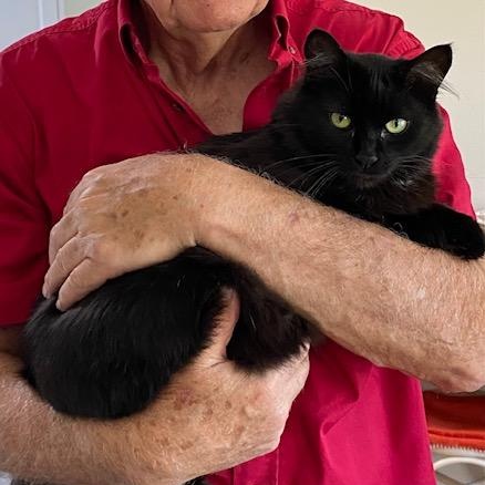 EBONY, an adoptable Domestic Medium Hair in Campbell River, BC, V9W 5A7 | Photo Image 6