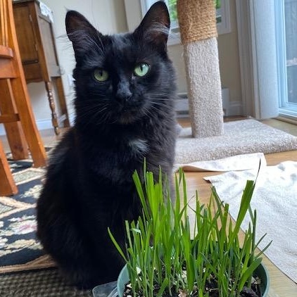 EBONY, an adoptable Domestic Medium Hair in Campbell River, BC, V9W 5A7 | Photo Image 1