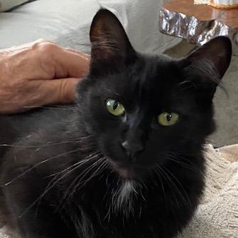 EBONY, an adoptable Domestic Medium Hair in Campbell River, BC, V9W 5A7 | Photo Image 2