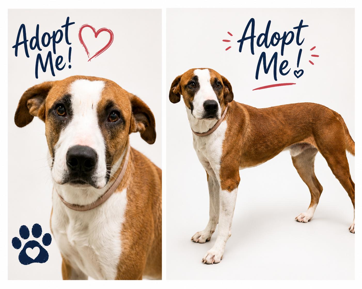 Enlarge Dobby, a Adoptable Terrier in Euless, TX image 1/3