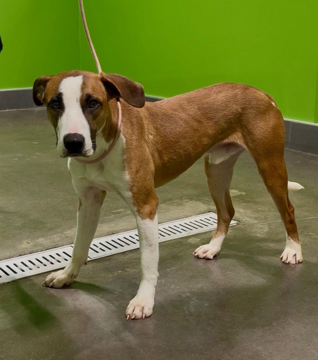 Enlarge Dobby, a Adoptable Terrier in Euless, TX image 2/3