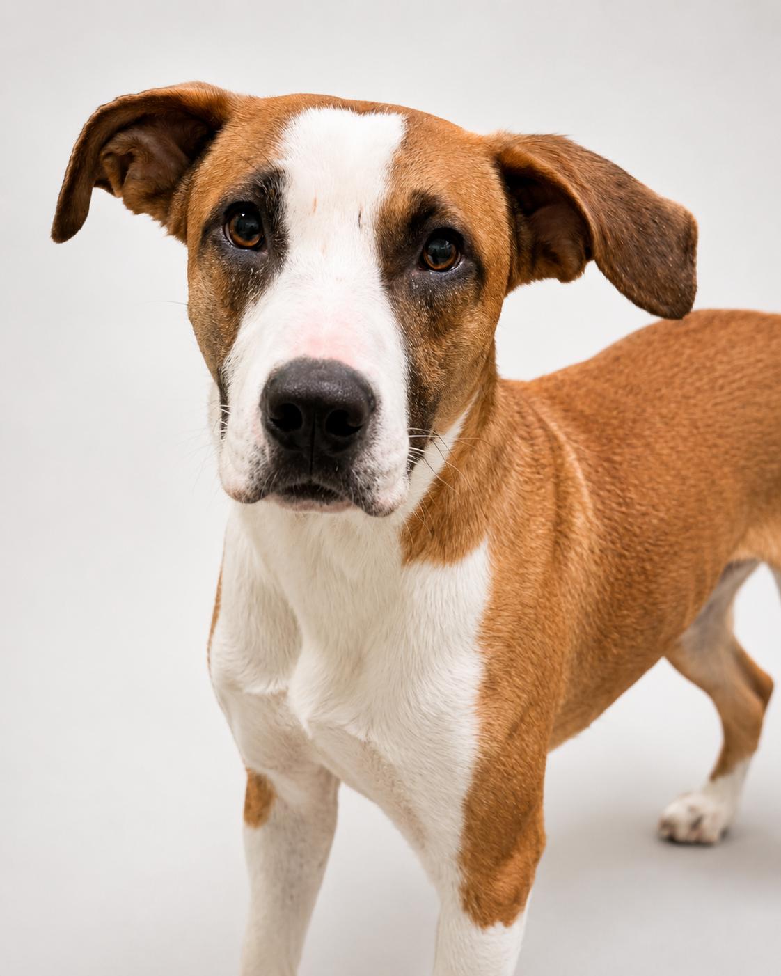 Enlarge Dobby, a Adoptable Terrier in Euless, TX image 3/3