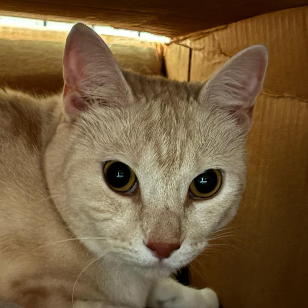 Nala photo