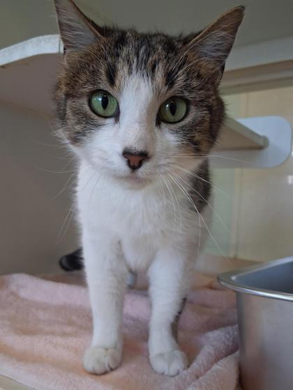 Pristiq, Adoptable, Adult Female Domestic Medium Hair & Domestic Short Hair.