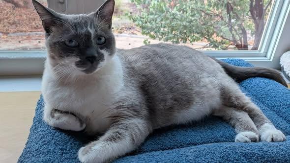 Enlarge Mack (Courtesy Post), a Adoptable mixed breed in San Jose, CA image 2/3