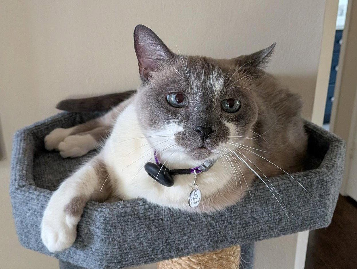 Mack (Courtesy Post), Adoptable, Senior Male Siamese & Snowshoe.