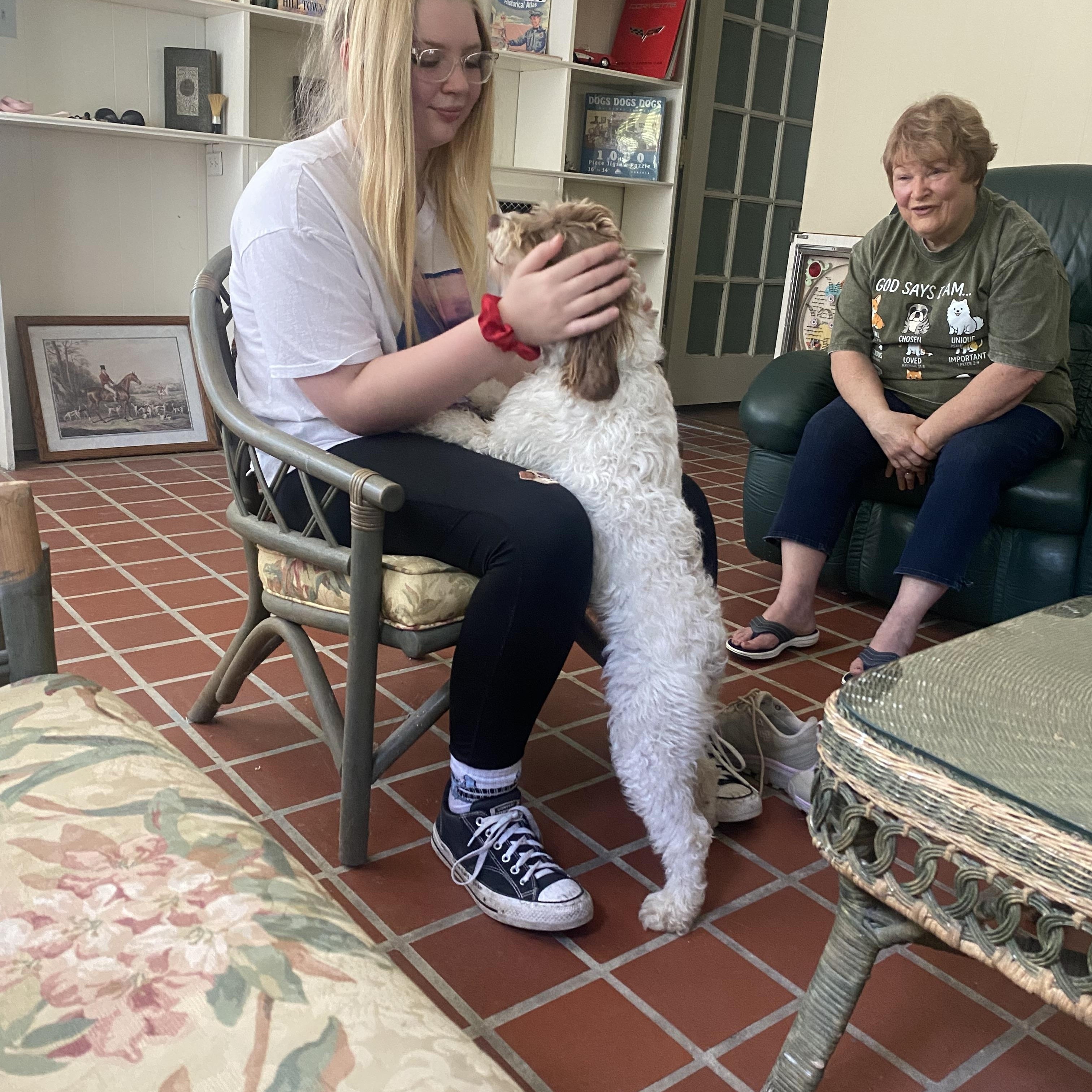 Lucy, an adopted Labradoodle in Blytheville, AR image 2/3
