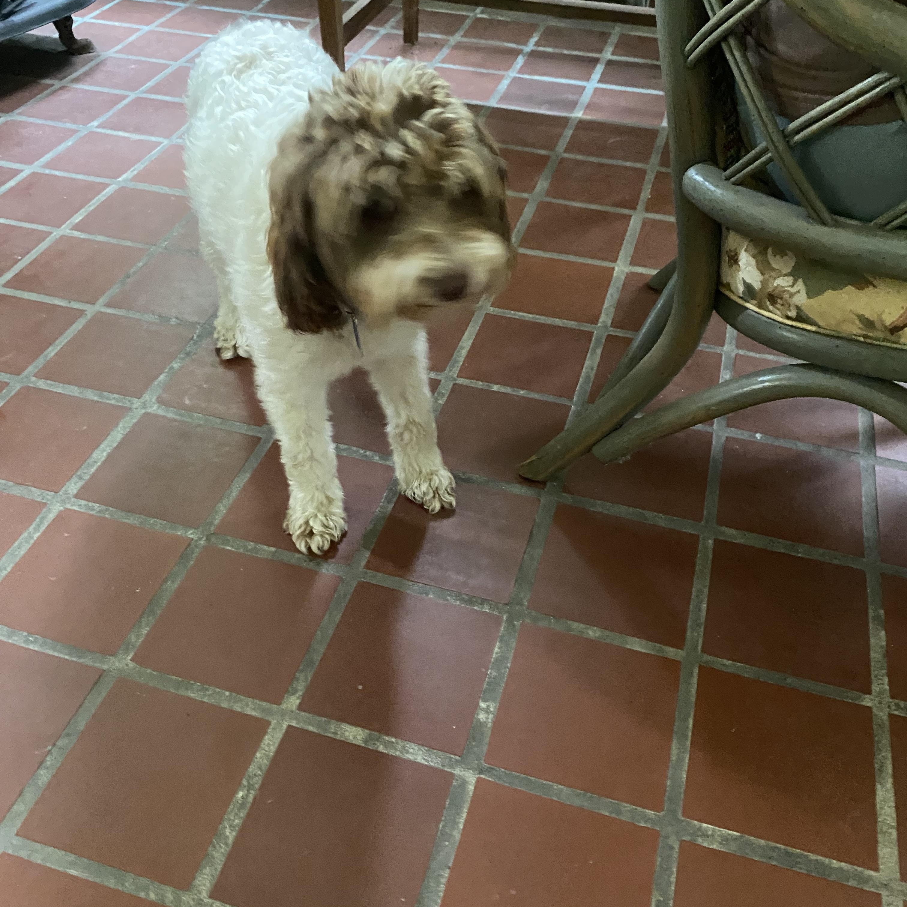 Lucy, a ADOPTABLE Labradoodle in Blytheville, AR image 3/3