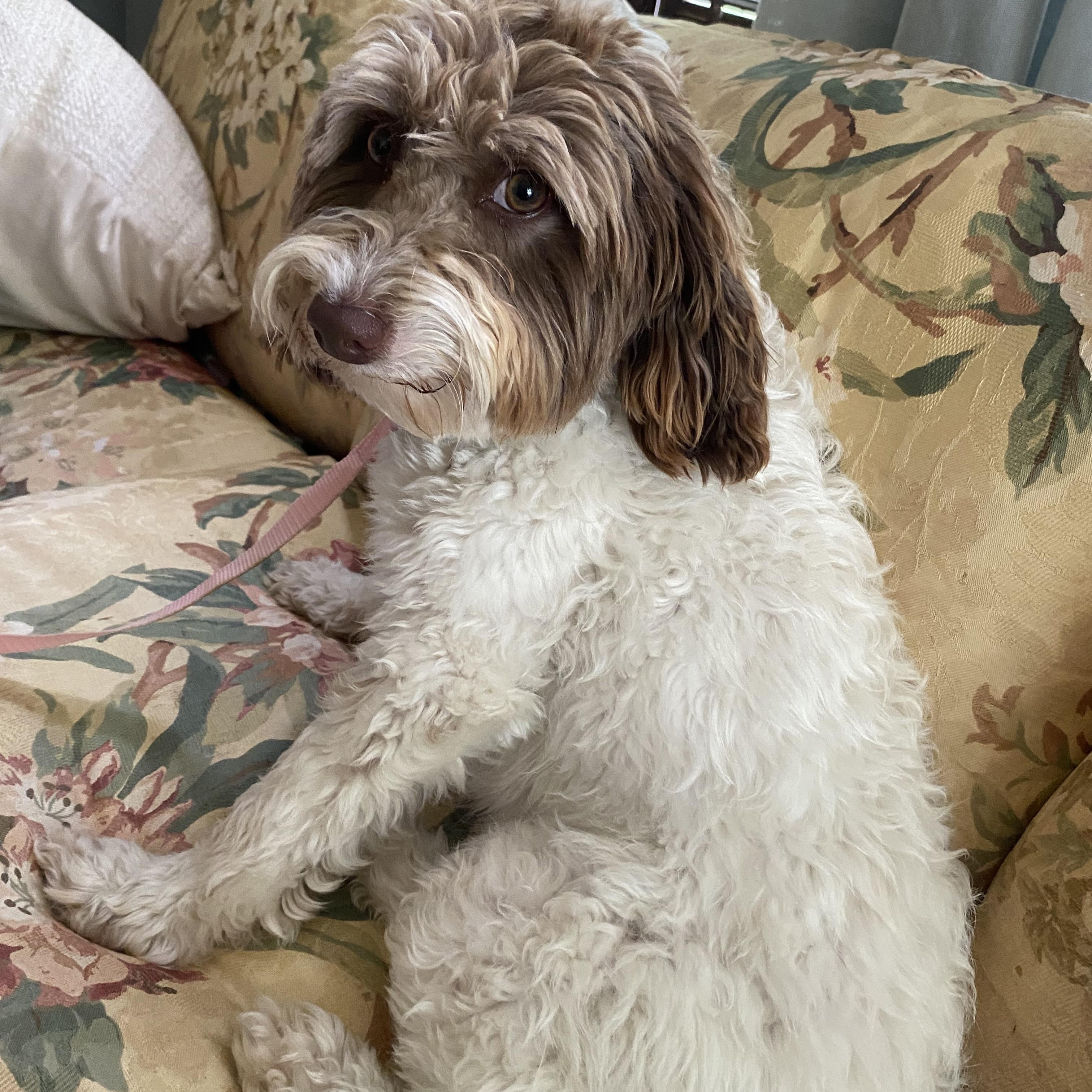 Lucy, a ADOPTABLE Labradoodle in Blytheville, AR image 1/3