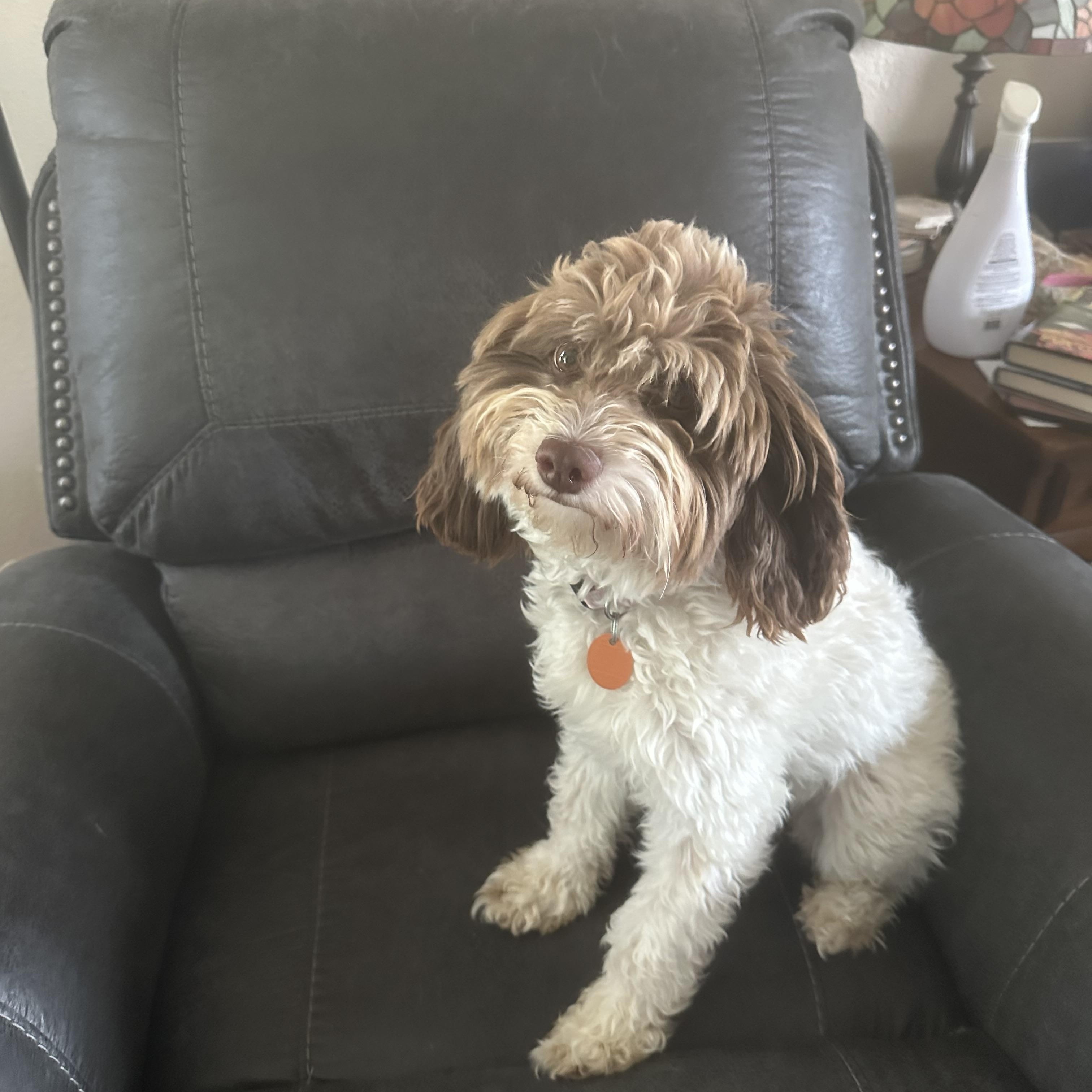 Lucy, an adopted Labradoodle in Blytheville, AR image 1/3