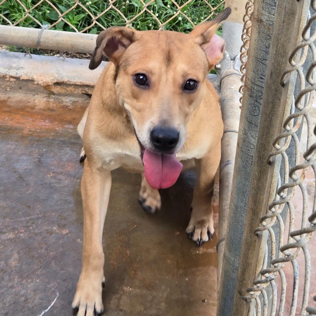 Bullet, Adoptable, Young Female Pit Bull Terrier & Affenpinscher.