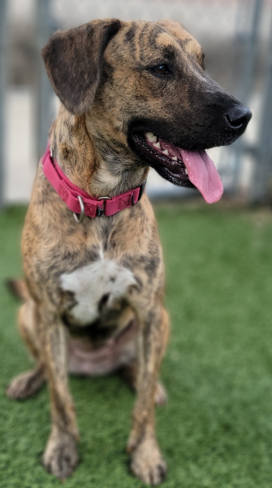 Dog for adoption Kylie, a Mixed Breed in Columbia, SC Petfinder