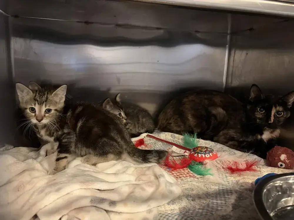 Tango, Adoptable, Adult Female Domestic Short Hair.