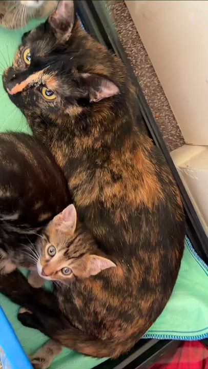 Enlarge Tango, a Adoptable mixed breed in Grand Rapids, MI video 2/2
