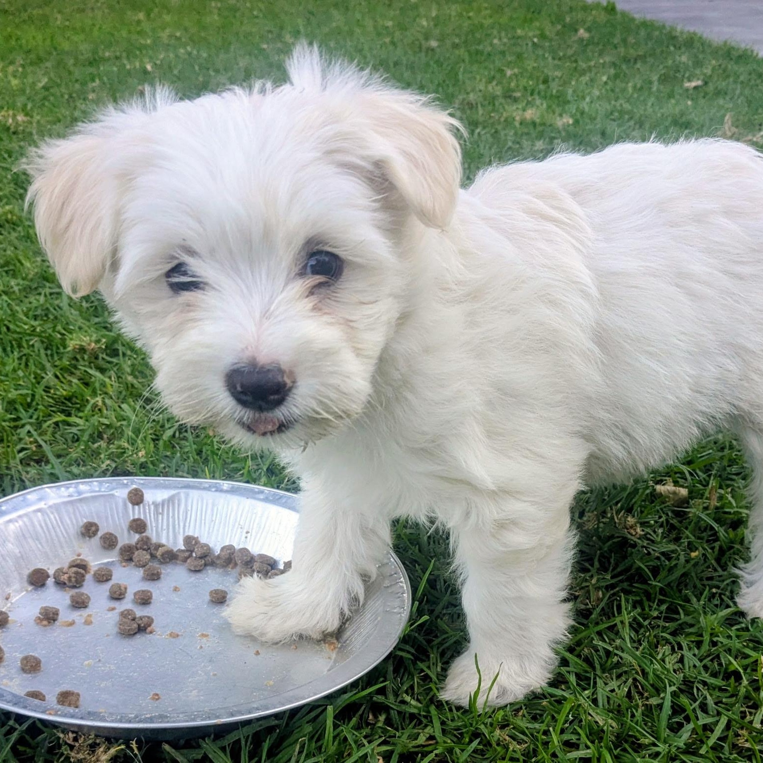 Snowball thumbnail 3