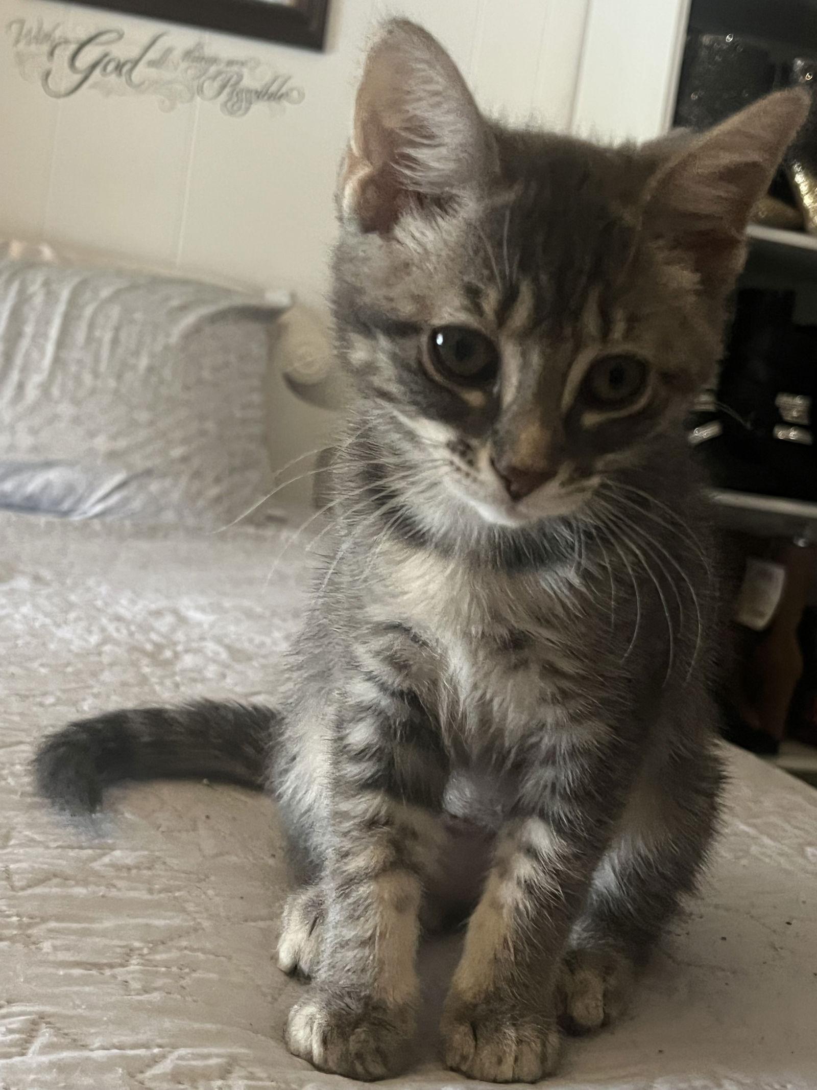 Meli, Adoptable, Kitten Female Domestic Short Hair.