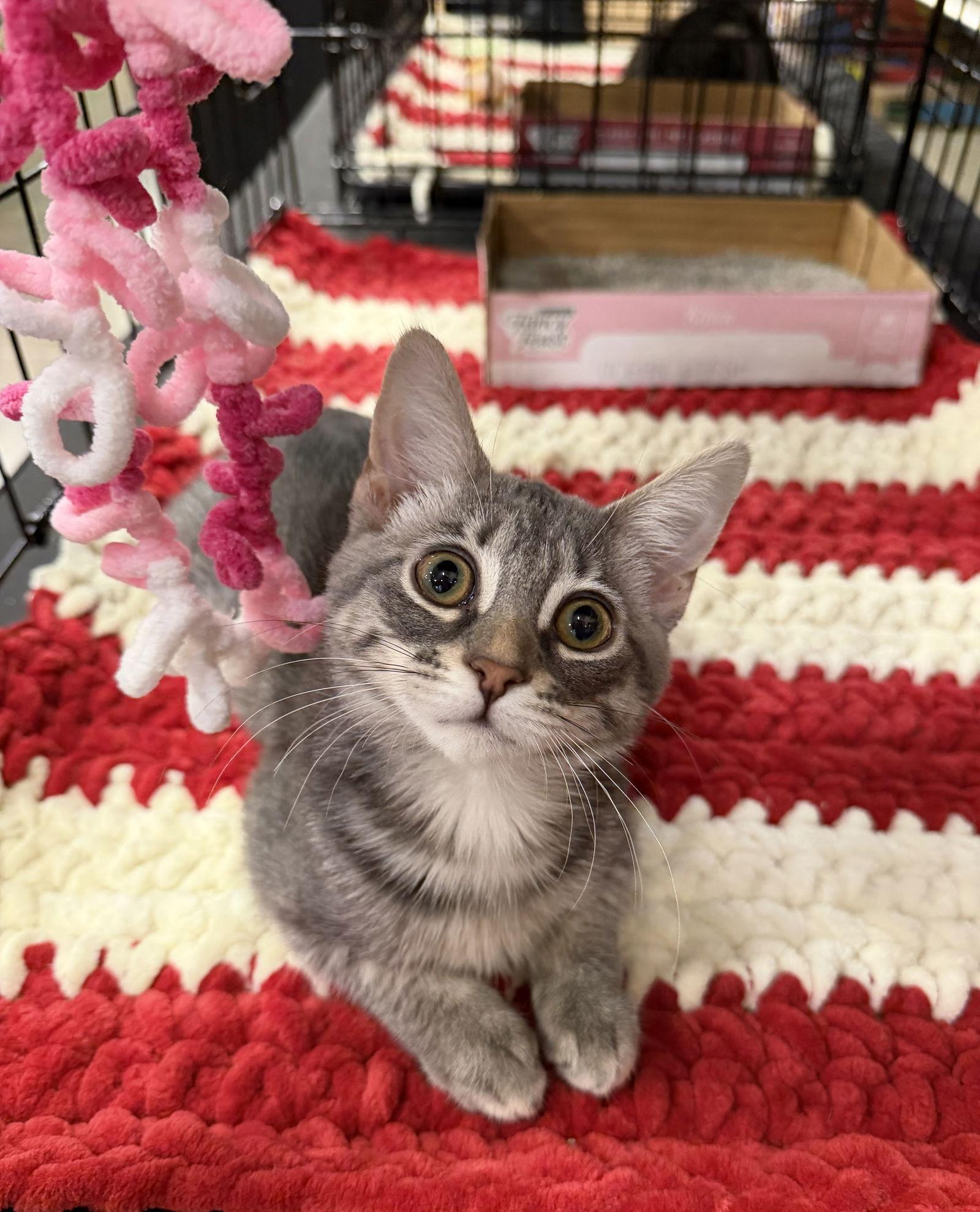 Enlarge Meli, a Adoptable Domestic Short Hair in Walnut Creek, CA image 2/3