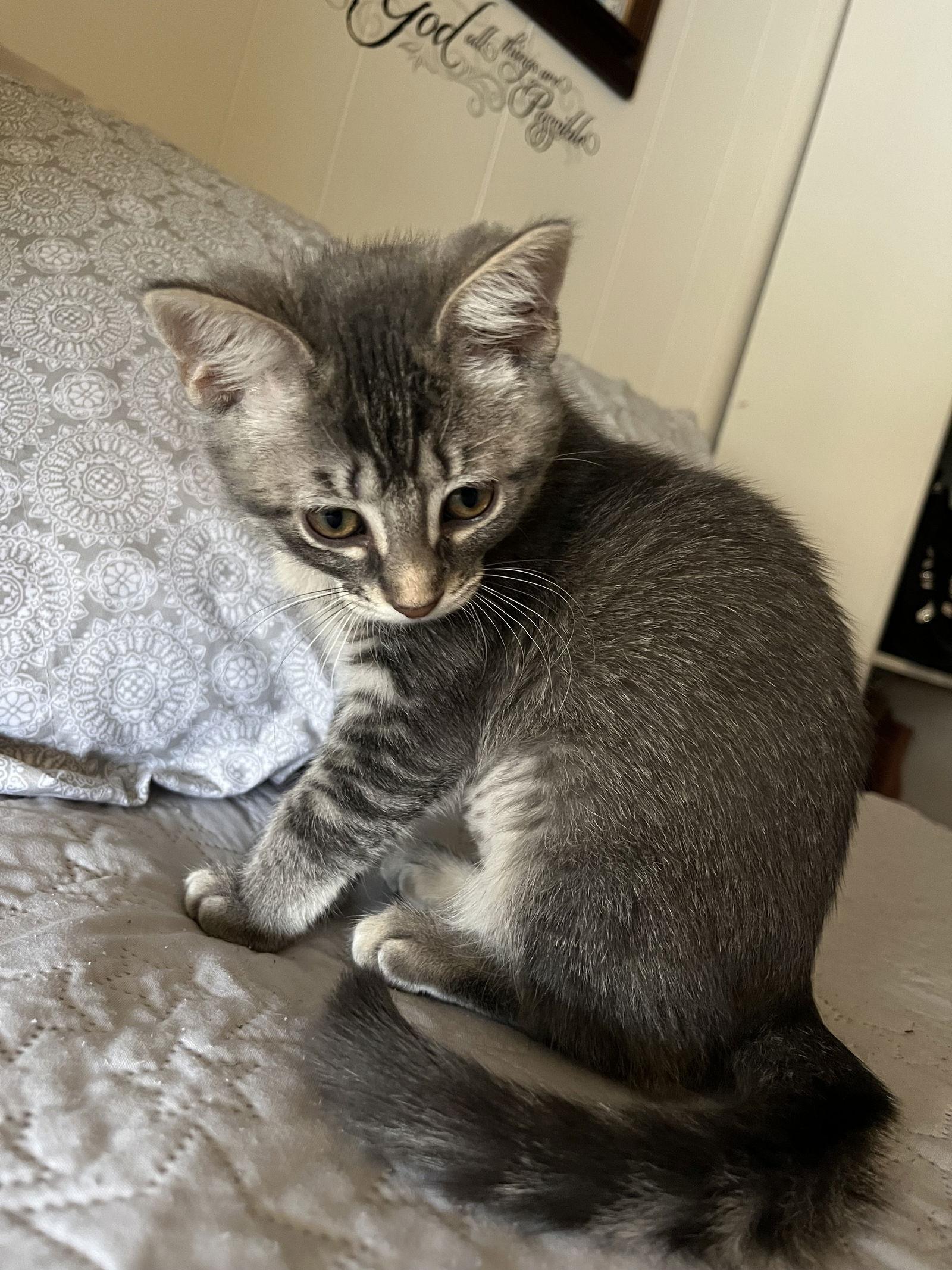 Enlarge Meli, a Adoptable Domestic Short Hair in Walnut Creek, CA image 3/3