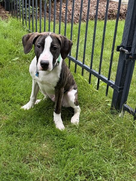 Uno, Adoptable, Puppy Male Cane Corso & Mastiff.