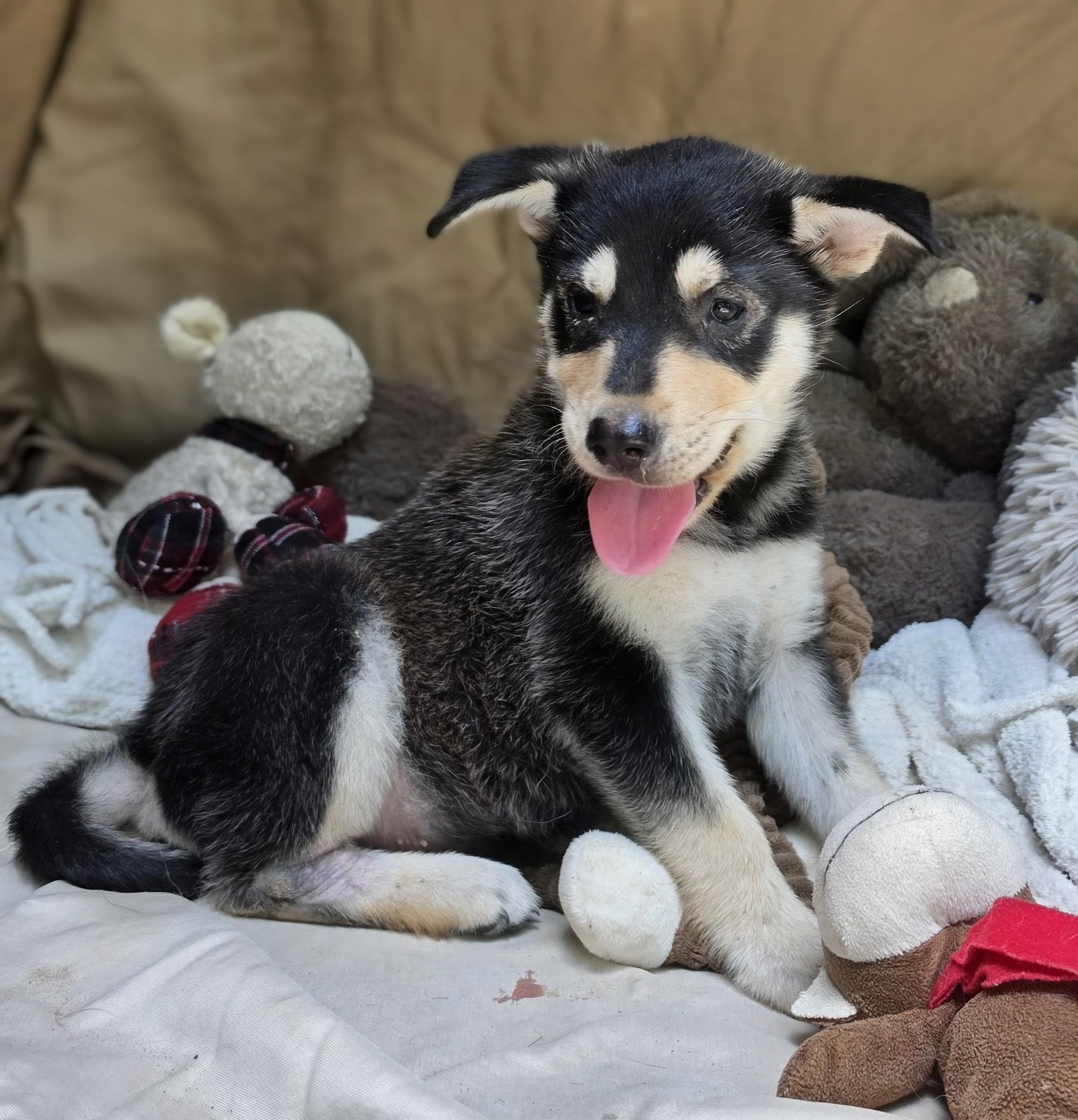 Enlarge Everest, a Adoptable mixed breed in Ft Walton Beach , FL image 2/5