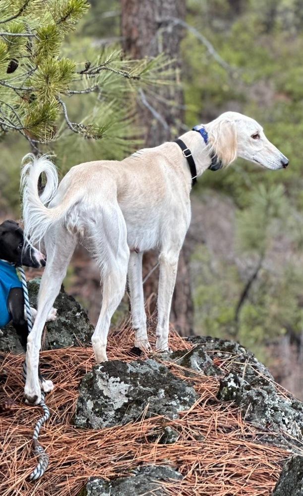 Jasmine, a Adopted Saluki in Bend, OR image 1/5