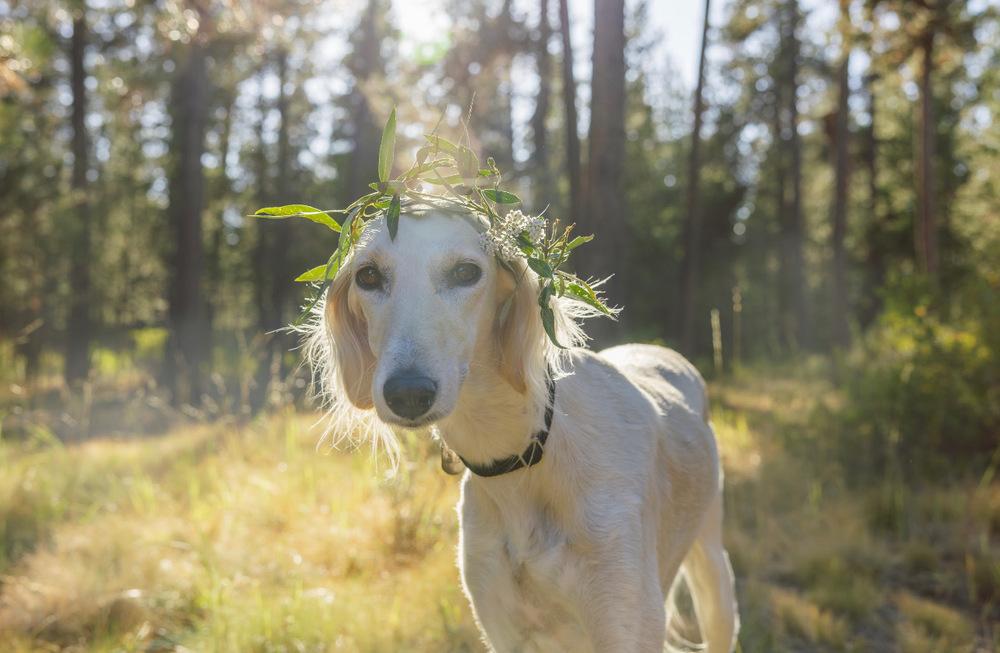 Jasmine, a Adopted Saluki in Bend, OR image 2/5