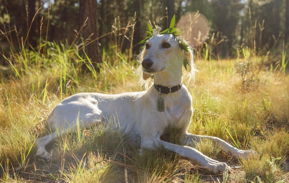 Jasmine, a Adopted Saluki in Bend, OR image 3/5