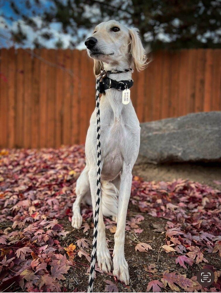 Jasmine, a Adopted Saluki in Bend, OR image 4/5