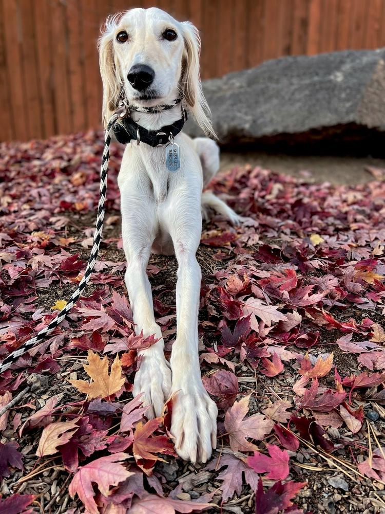 Jasmine, a Adopted Saluki in Bend, OR image 5/5