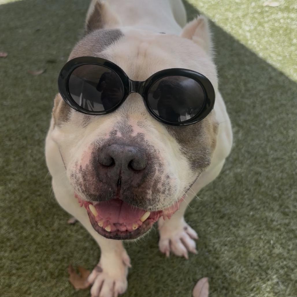 Tractor, Adoptable, Senior Male Mixed Breed.