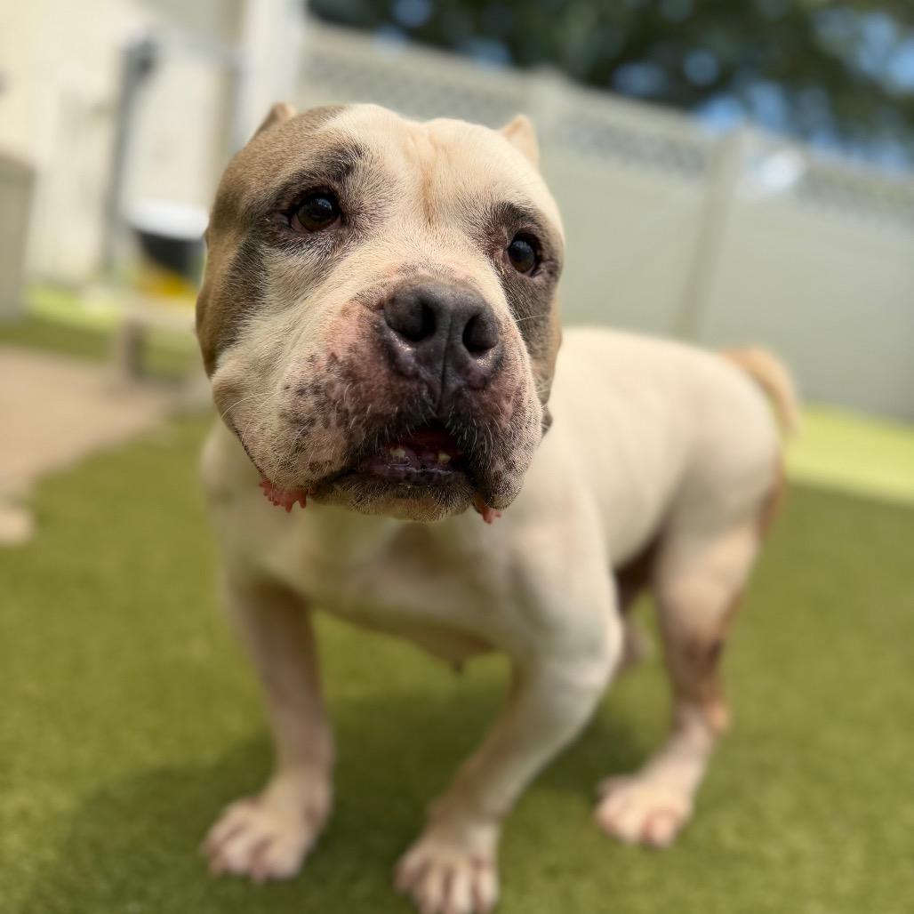 Tractor, a Adoptable Mixed Breed in Titusville, FL image 2/3