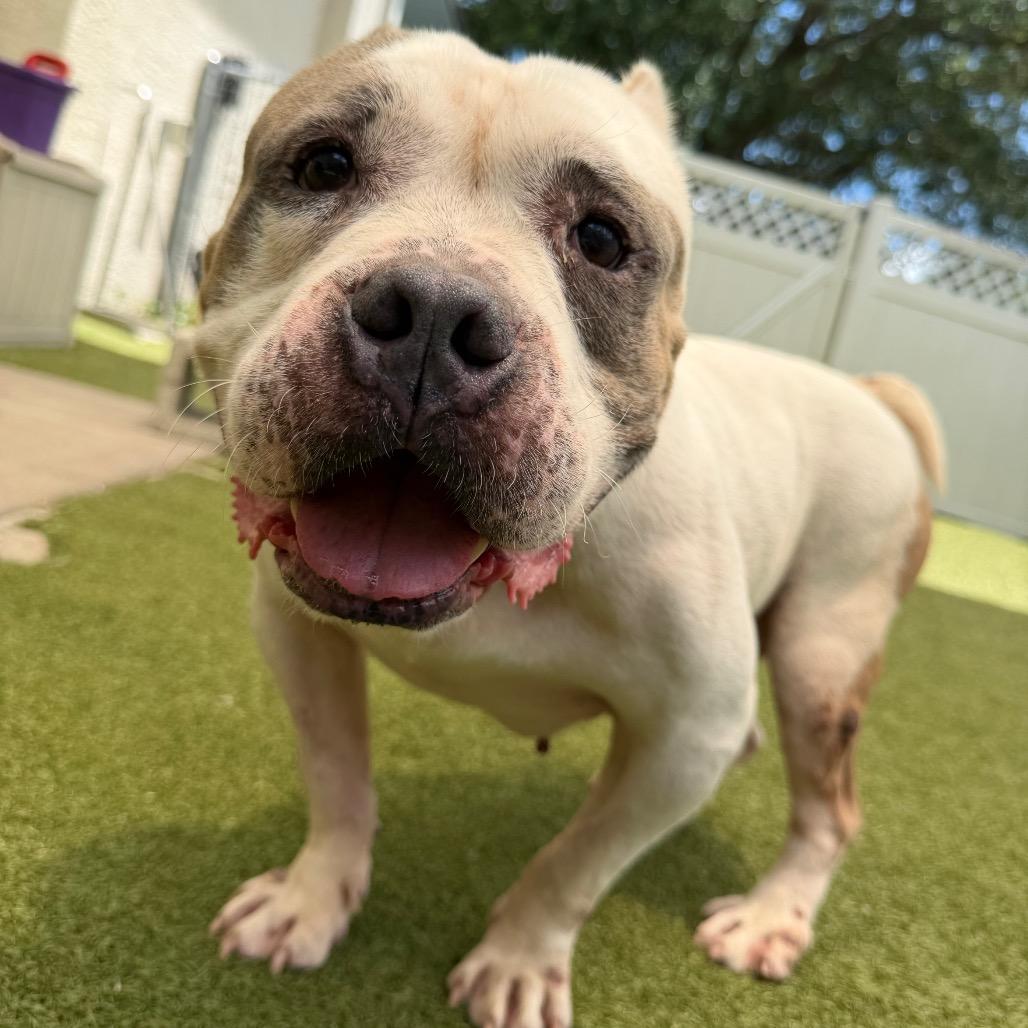 Tractor, a Adoptable Mixed Breed in Titusville, FL image 3/3