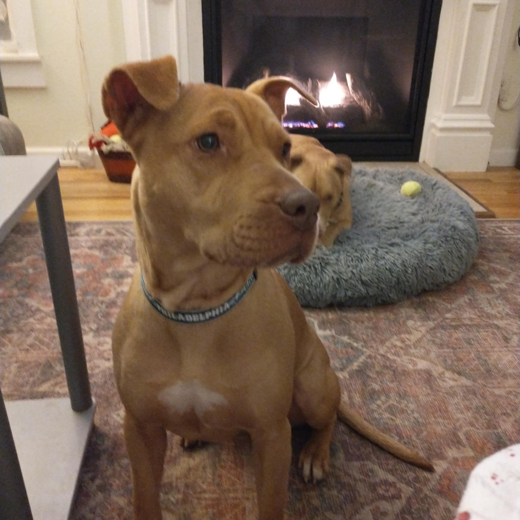 Enlarge Truffles, an adoptable mixed breed in Colusa, CA image 1/6