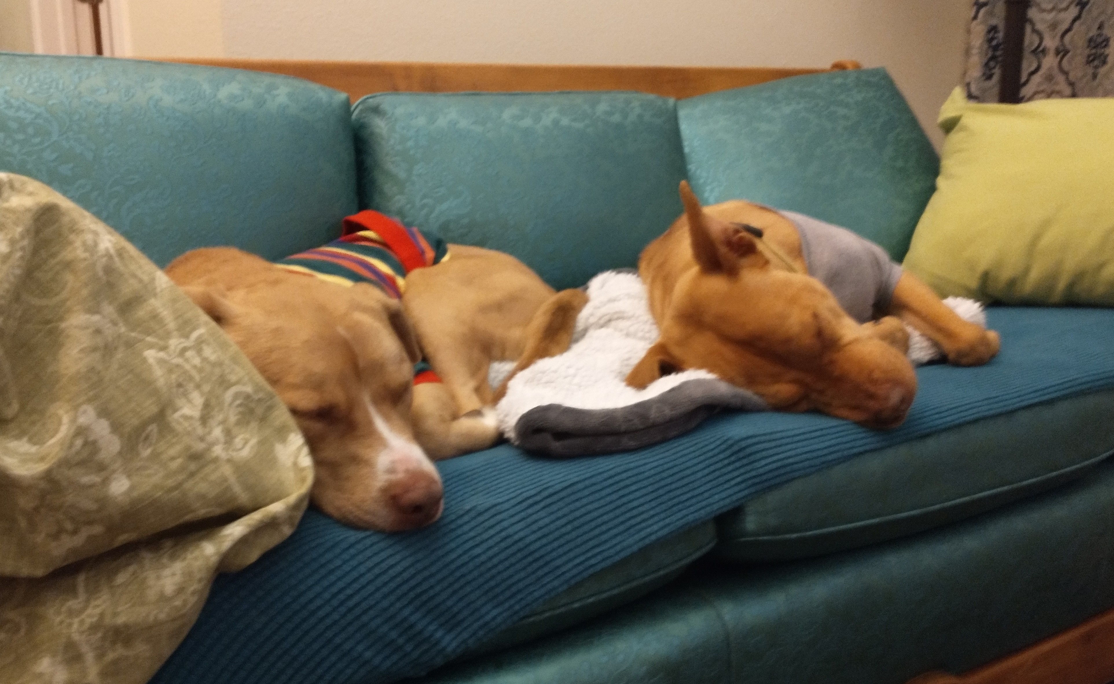 Enlarge Truffles, an adoptable mixed breed in Colusa, CA image 6/6