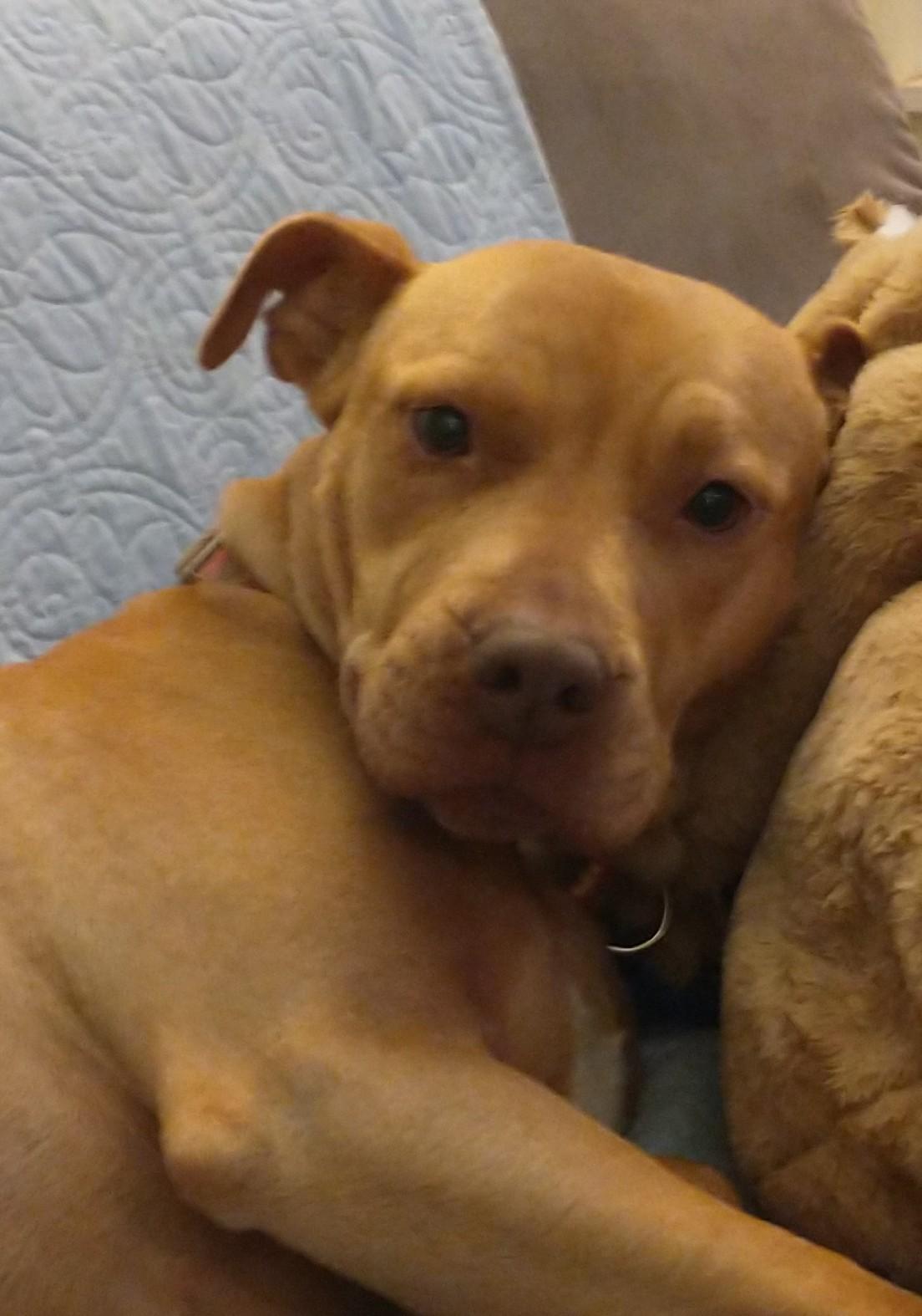 Truffles, an adoptable Pit Bull Terrier, American Staffordshire Terrier in Colusa, CA, 95932 | Photo Image 3