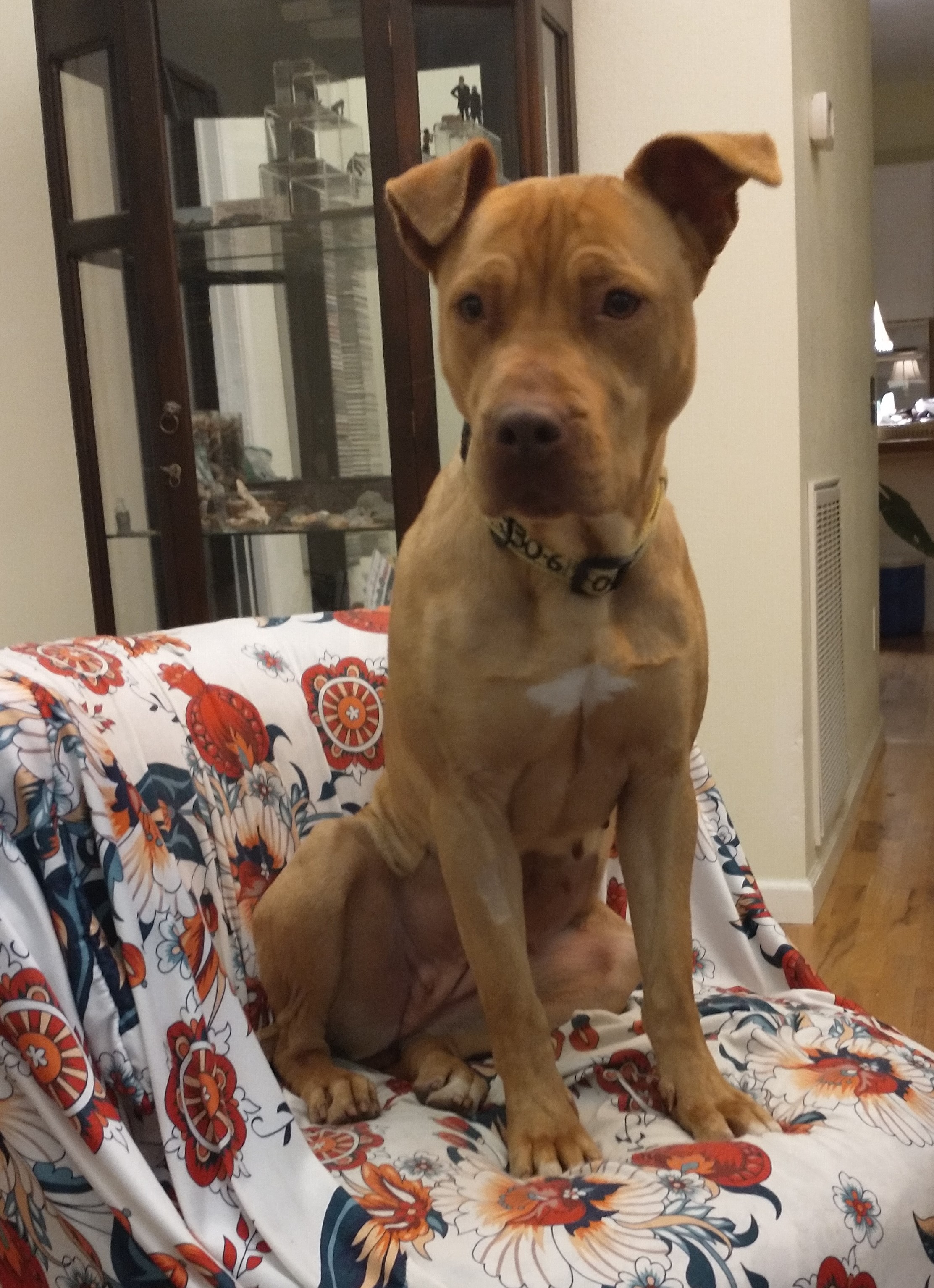 Enlarge Truffles, an adoptable mixed breed in Colusa, CA image 3/6