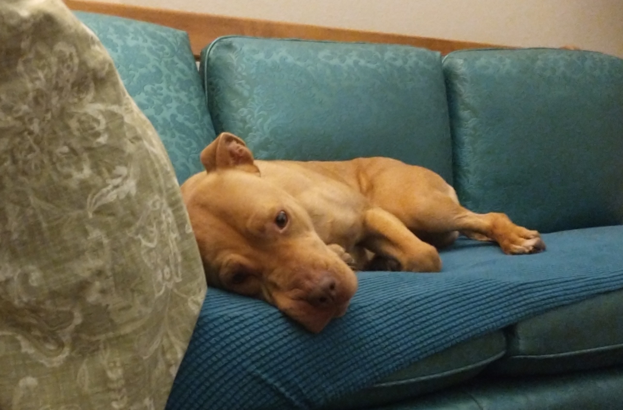 Enlarge Truffles, an adoptable mixed breed in Colusa, CA image 4/6