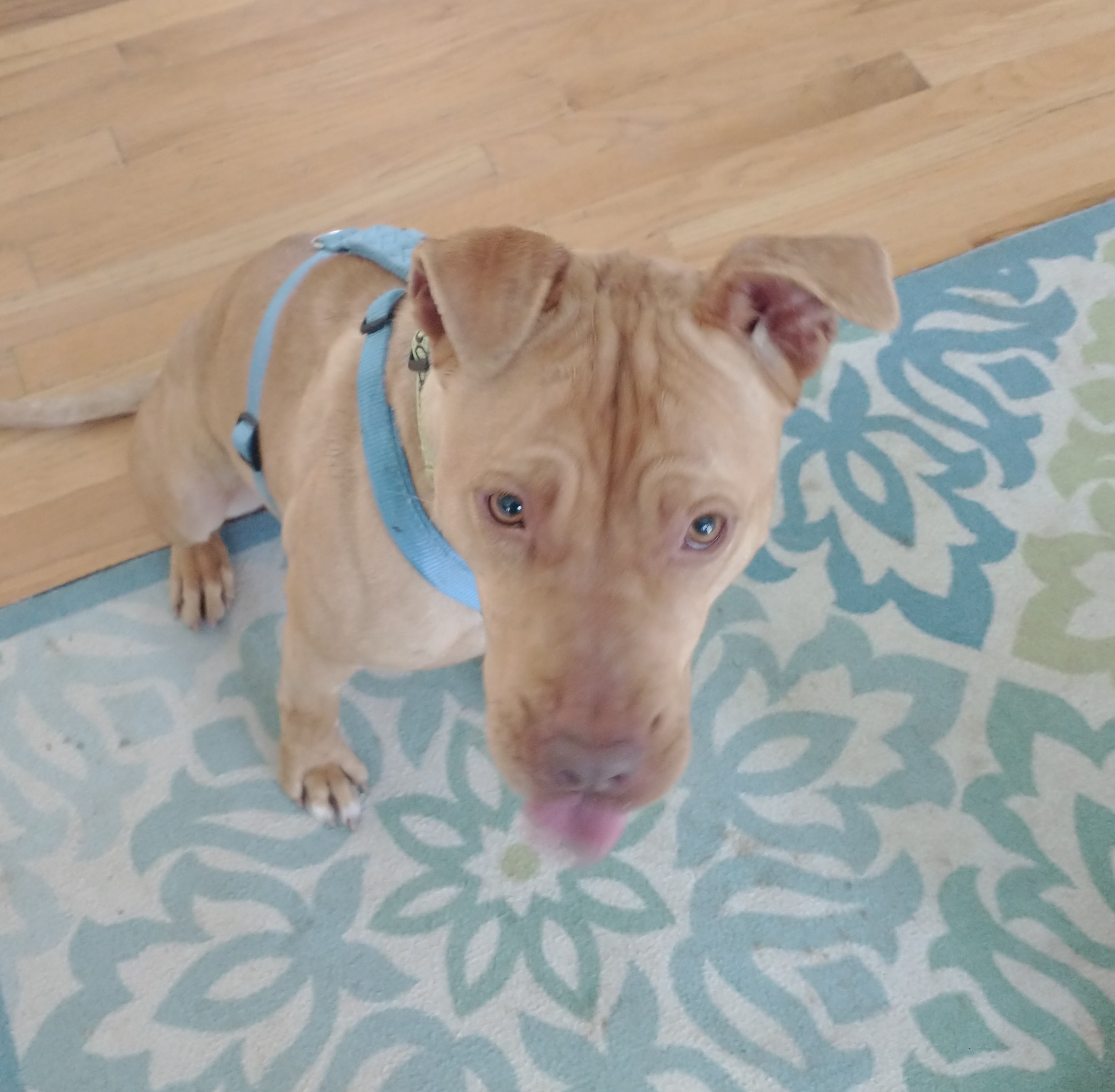 Enlarge Truffles, an adoptable mixed breed in Colusa, CA image 5/6