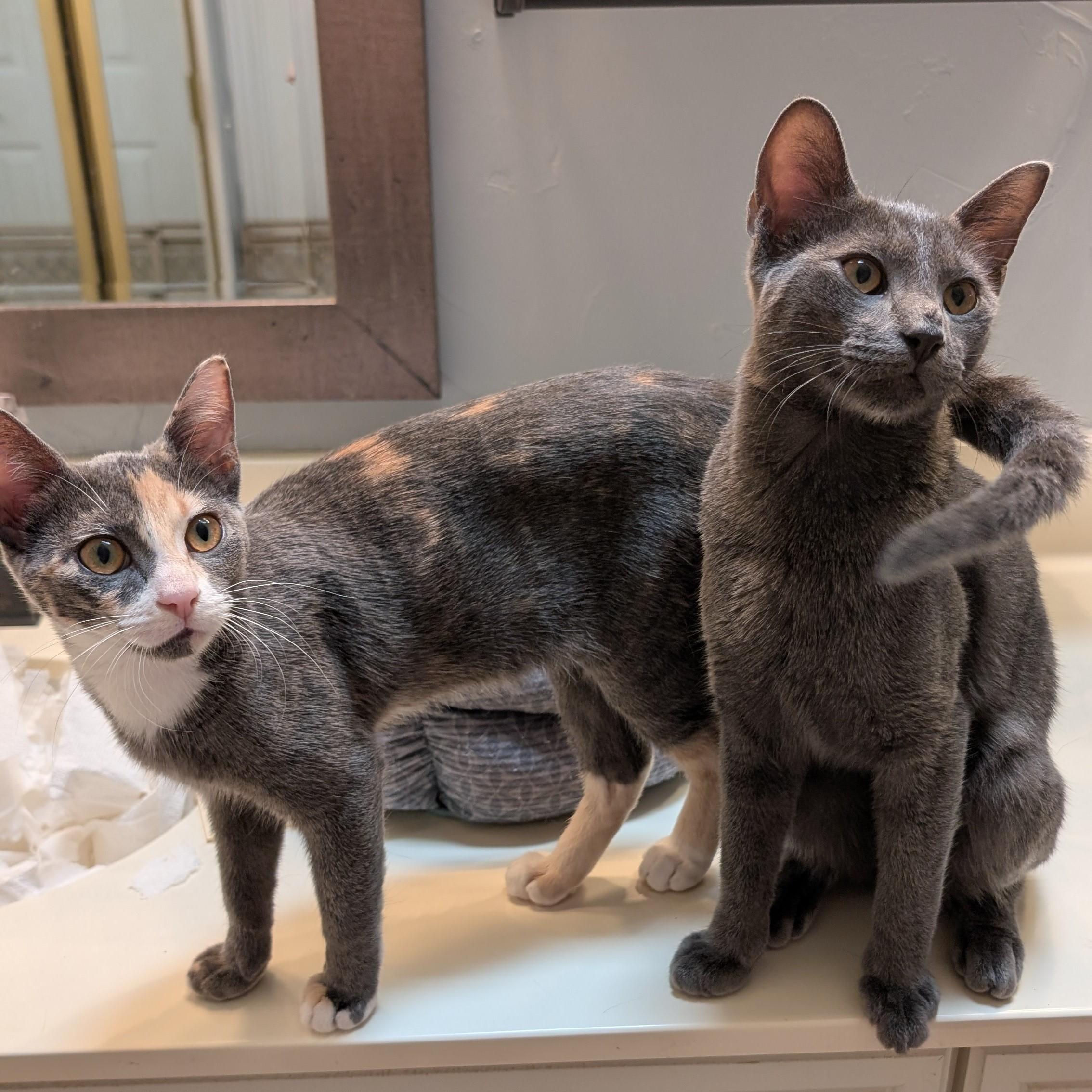 Enlarge Chloe, a Adoptable Domestic Short Hair in Indianapolis, IN image 1/6