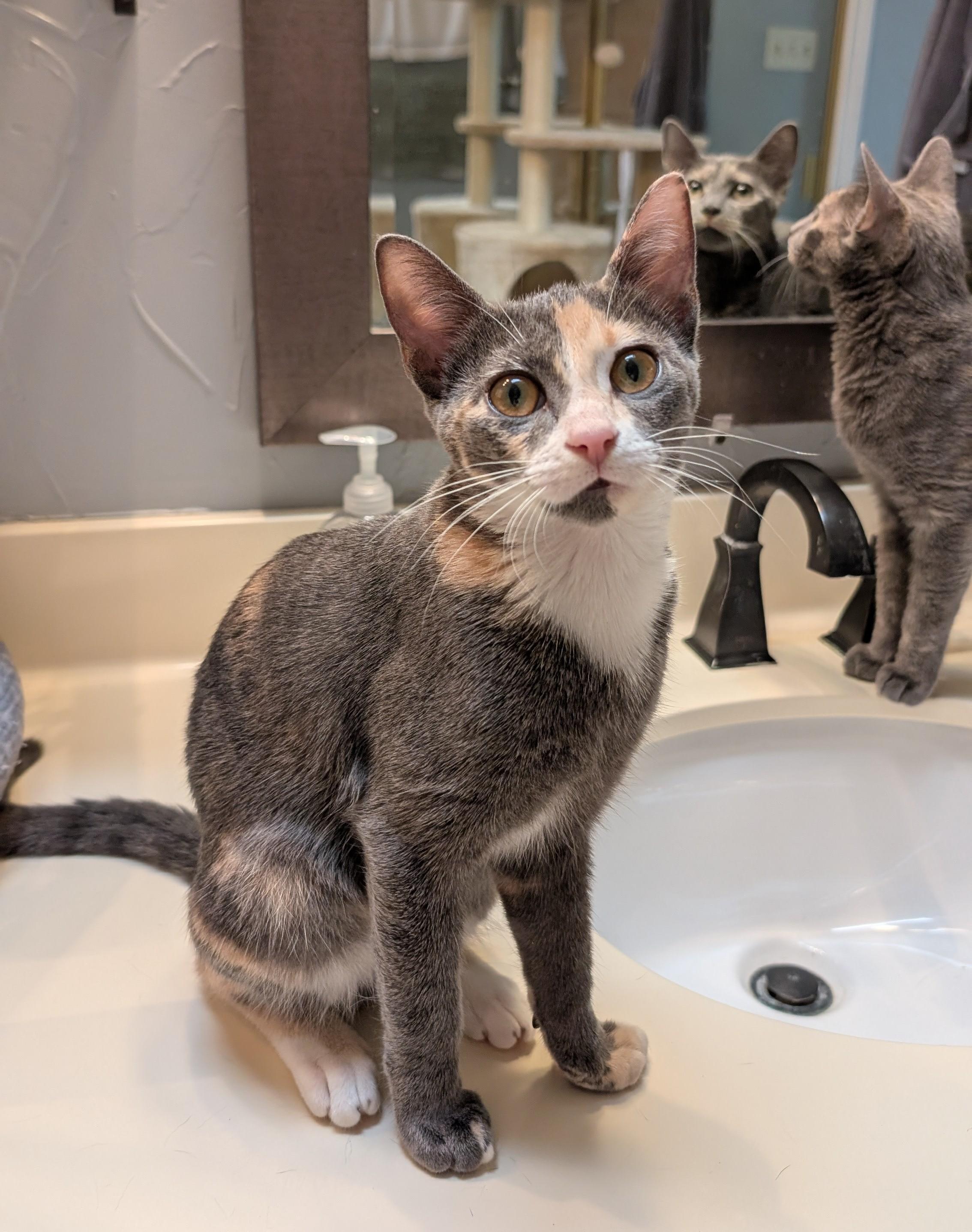 Enlarge Chloe, a Adoptable Domestic Short Hair in Indianapolis, IN image 6/6